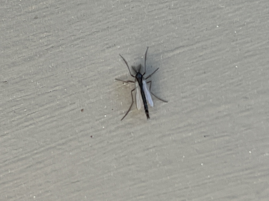 Nonbiting Midges from Superior National Forest, Ely, MN, US on May 9