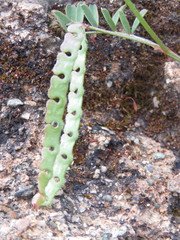 Hippocrepis ciliata