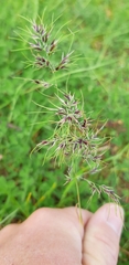 Poa bulbosa