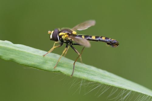 Common Globetail, photo 2 of 10