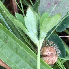 Dasineura ranunculi