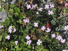 Ricotia cretica