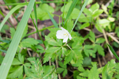 Anemone altaica