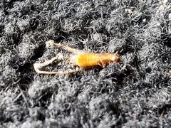 Coptotermes formosanus