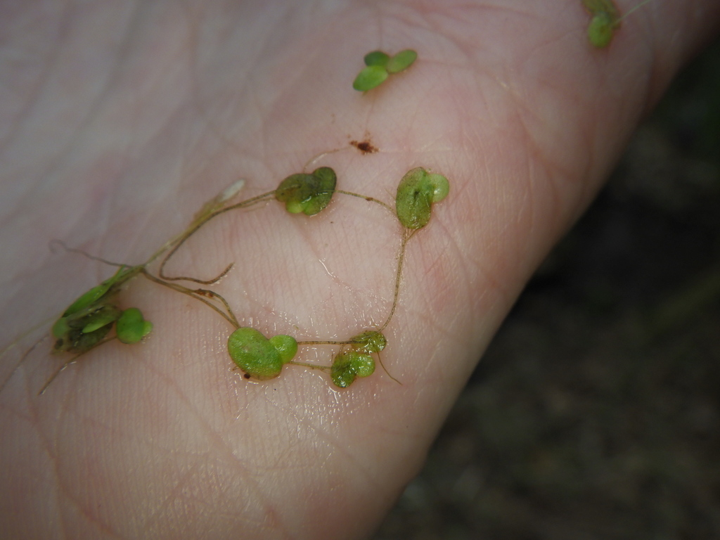 Red Duckweed from Новгородский р-н, Новгородская обл., Россия on May 9 ...