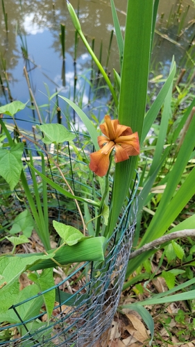 Image of Iris fulva by (c) Anne Coleman, some rights reserved (CC BY)