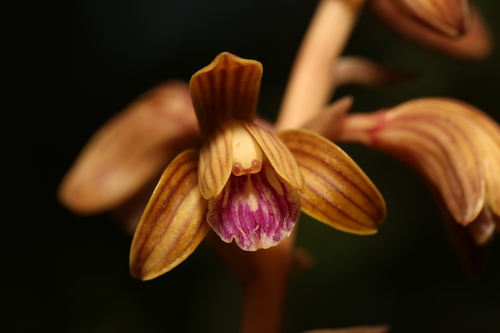 Image of Crested Coral Root by (c) Reid Hardin, some rights reserved (CC BY)