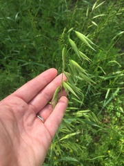 Avena sativa