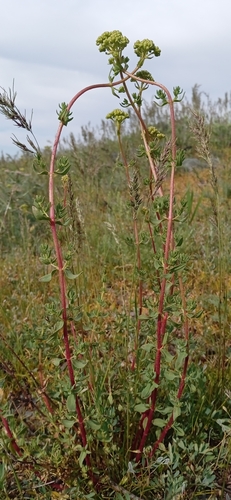 Image of Hypericum scabrum by (c) Igor Karyakin, some rights reserved (CC BY)