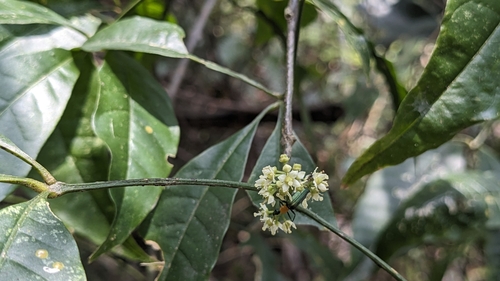 Image of Melicope pteleifolia by (c) Cheng-Te Hsu, some rights reserved (CC BY)