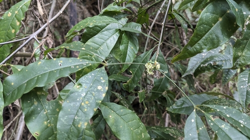 Image of Melicope pteleifolia by (c) Cheng-Te Hsu, some rights reserved (CC BY)