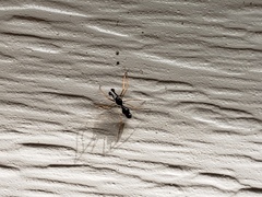 Coleosoma acutiventer