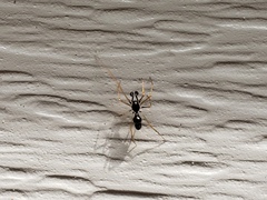 Coleosoma acutiventer