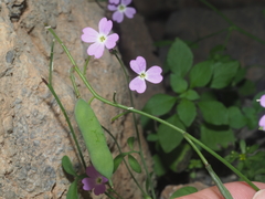 Ricotia cretica