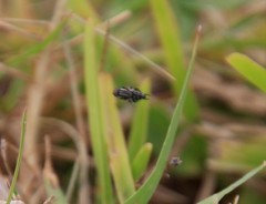Diptera