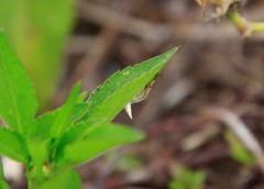 Lepidoptera