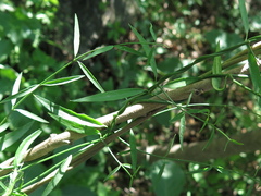 Orthosia
