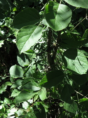 Orthosia