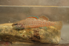 Greenthroat Darter photo 3
