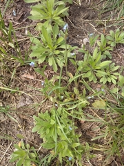 Myosotis arvensis