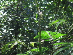 Orthosia