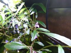 Hygrophila costata