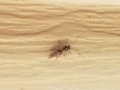 Dasydemellidae