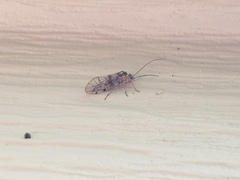 Dasydemellidae