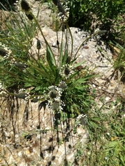 Plantago lanceolata