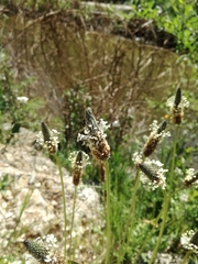 Plantago lanceolata