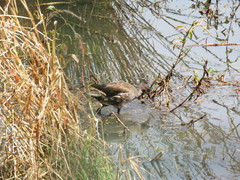 Gallinula chloropus meridionalis