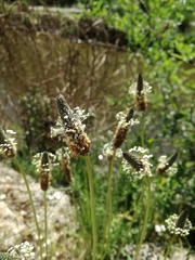 Plantago lanceolata