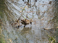 Gallinula chloropus meridionalis