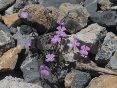 Ricotia cretica