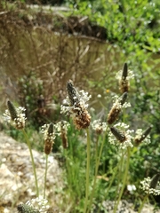 Plantago lanceolata