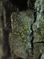 Lecanora fulvastra