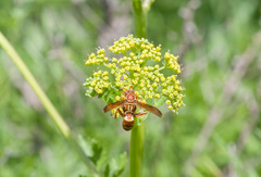 Polistes apachus texanus