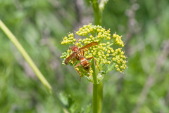 Polistes apachus texanus