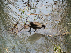 Gallinula chloropus meridionalis