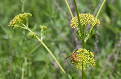 Polistes apachus texanus