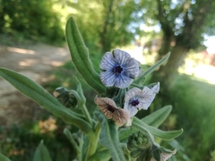 Cynoglossum creticum