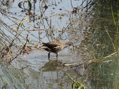 Gallinula chloropus meridionalis