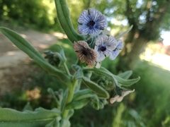 Cynoglossum creticum