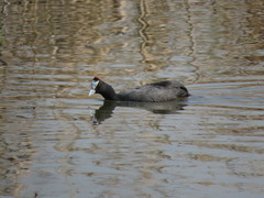 Fulica cristata