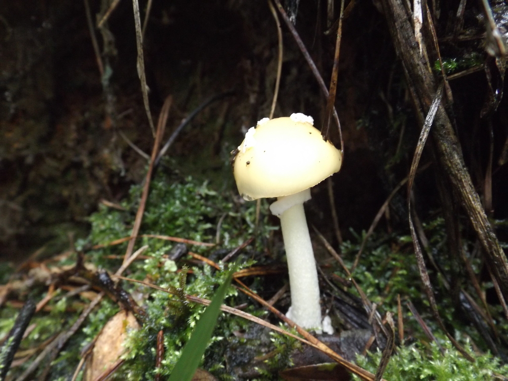 Amanita xylinivolva · August 2018 · photo: © esteban_villa (iNaturalist, cc-by-sa)