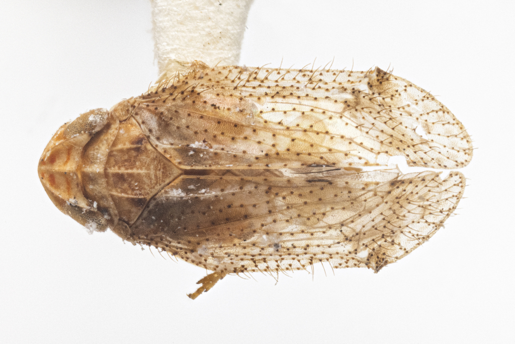 Microledrida asperata