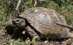 Testudo graeca