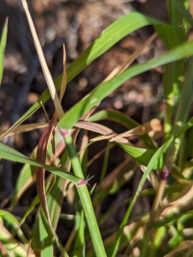 Eragrostis cilianensis observed 2024-05-08
