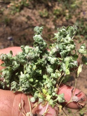 Psilocarphus tenellus