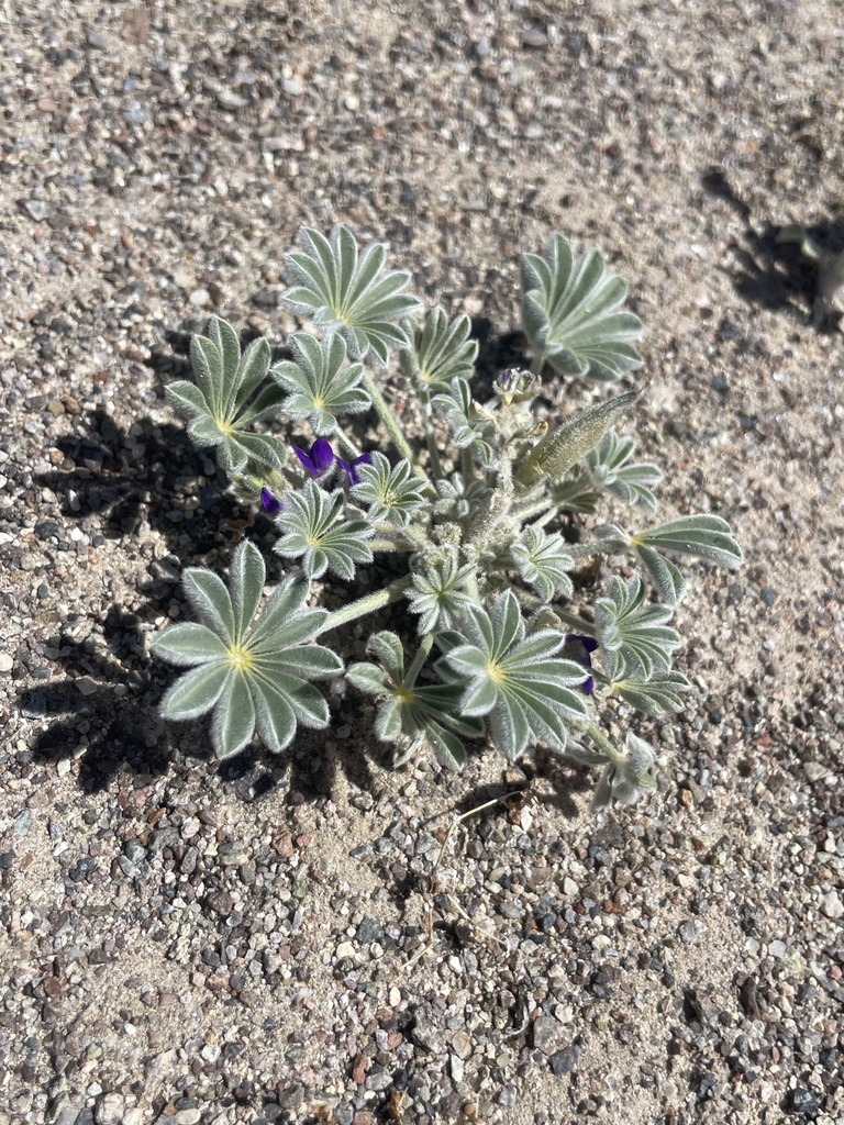 Purple Desert Lupine from Nye County, US-NV, US on 08 May, 2024 at 02: ...